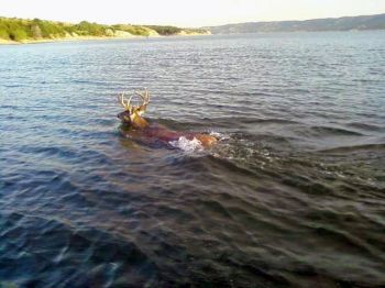 A deer swims across Lake Francis Case—perhaps on a its way to a rendezvous with a lovely doe. Photo by Jeremiah DeJong.