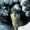 Gray wolf photo by Tracy Brooks/U.S. Fish & Wildlife Service.
