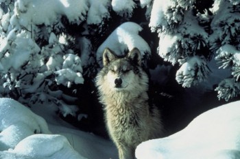 Gray wolf photo by Tracy Brooks/U.S. Fish & Wildlife Service.