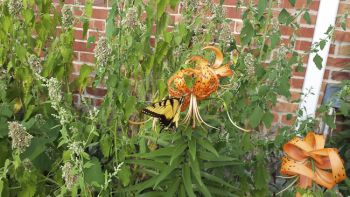 Lilies and butterflies at Howard's Olson House.