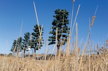 A Yankton company spruces up cell phone towers by disguising them with fake foliage.