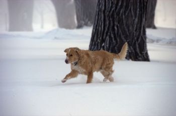 This dog Does Not Mush. Yeller, <i>South Dakota Magazine’s</i> official greeter, explored Yankton’s Riverside Park one snowy day. Photo by Bernie Hunhoff.