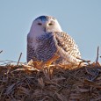 This is the best winter in years to spot snowy owls in South Dakota. Christian Begeman found this one near Okobojo Bay on Dec. 26.