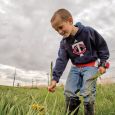 Peyton Bischoff picks wild asparagus on his grandparents  farm north of Huron. Photo by Abby Bischoff.