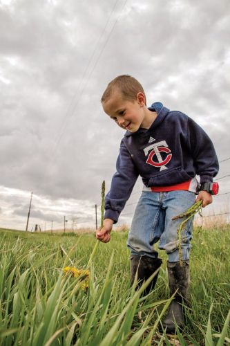 Peyton Bischoff picks wild asparagus on his grandparents  farm north of Huron. Photo by Abby Bischoff.