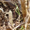 A spear of asparagus pokes through the soil near Forestburg. Photos by Debey Senska. Click to enlarge.