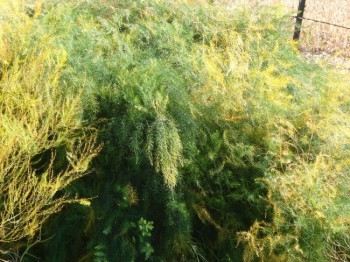 The overgrown foliage is wispy with tiny green needles.