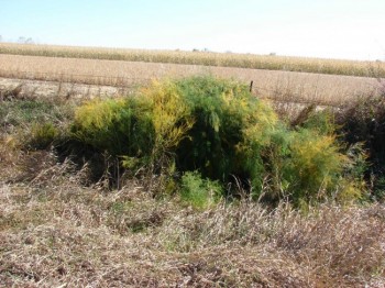 Senska hunts for asparagus by scouting overgrown bushes in the fall.