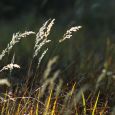 Fire ecologist Mary Lata says South Dakota s grasslands are often overlooked in autumn, but visitors to our national parks are often surprised at their beauty this time of year.