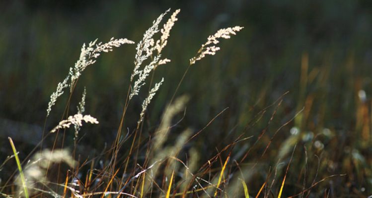 Fire ecologist Mary Lata says South Dakota s grasslands are often overlooked in autumn, but visitors to our national parks are often surprised at their beauty this time of year.