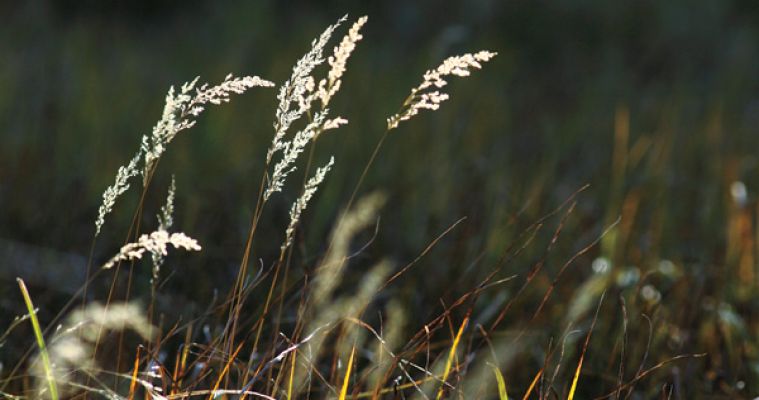 Fire ecologist Mary Lata says South Dakota s grasslands are often overlooked in autumn, but visitors to our national parks are often surprised at their beauty this time of year.