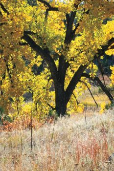 Grassland colors are accentuated in autumn. 'You've still got some flowers, mostly yellows and purples. And then after the frost you lose the flowers, but the grass colors start to jump out even more,' Lata says.