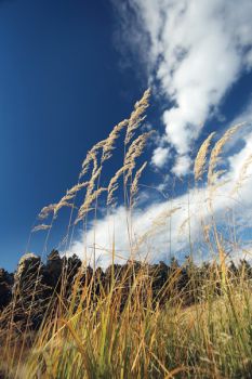 Custer State Park lies on the edge of South Dakota's Short and Mid Grasses Region, where species like blue grama, buffalo grass, little blue stem, wheatgrass and bunchgrass are plentiful.