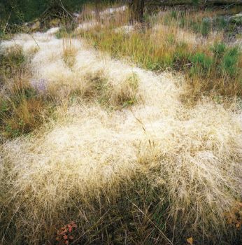 The composition of South Dakota's grasslands changes over time.