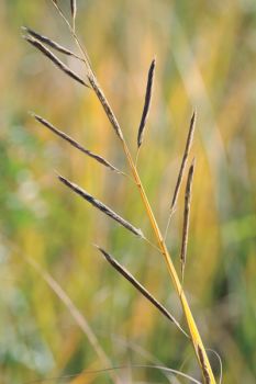 Sloughgrass is one of 200 species that grows in South Dakota. Its leaves have sharp edges, like serrated blades.