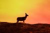Nelson Horsley snapped this photo of a deer watching over Badlands National Park.