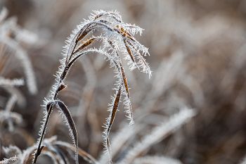 Soft rime ice on tall grass at the Big Sioux Recreation Area.