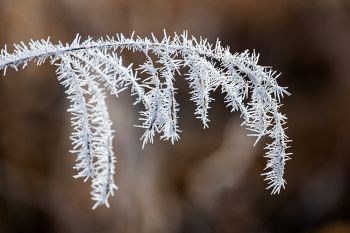 Soft rime ice on tall grass at the Big Sioux Recreation Area.