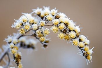 Soft rime ice at the Big Sioux Recreation Area.