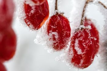 Frost on red berries at a game production area in western Minnehaha County.