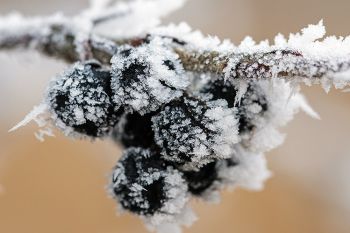 Frost on black berries at a game production area in western Minnehaha County.