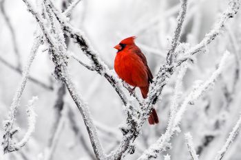 Northern Cardinal at Lake Herman State Park.
