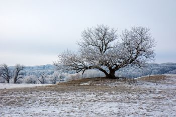 Frost on the Eminija tree south of Brandon.