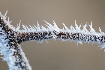 Frost detail on a tree branch in front of my home.