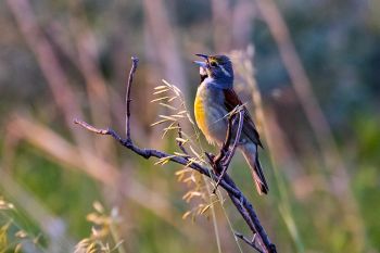 A dickcissel singing in the minutes just before sunset at Makoce Washte Native Prairie Preserve near Wall Lake.