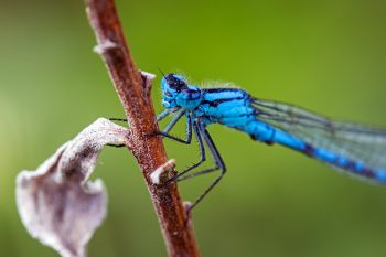 Damselfly at Oakwood Lakes State Park near Bruce.