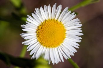 Fleabane at Oakwood Lakes State Park near Bruce.