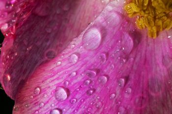 Raindrops on a prairie rose at Lake Vermillion Recreation Area near Canistota.