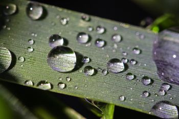 Raindrops on tall grass at Lake Vermillion Recreation Area near Canistota.