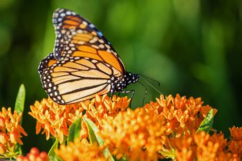Monarch butterfly on a blooming butterfly weed at Spirit Mound Historic Prairie near Vermillion.