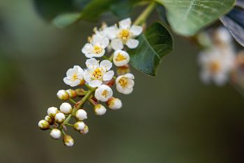 Chokecherry blossoms at Palisades State Park near Garretson.