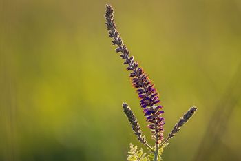 Leadplant beginning to bloom at Spirit Mound Historic Prairie near Vermillion.