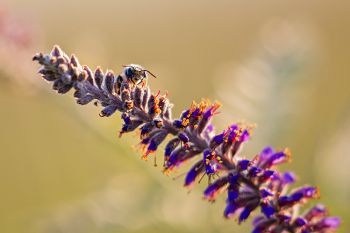 Bee on leadplant bloom at Spirit Mound Historic Prairie near Vermillion.