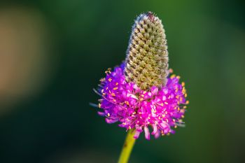 Purple Prairie Clover at Spirit Mound Historic Prairie near Vermillion.