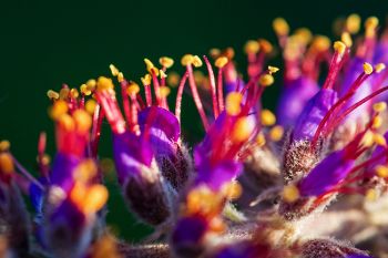 Close-up of leadplant blooms at Spirit Mound Historic Prairie near Vermillion.