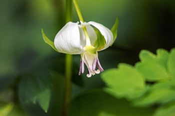 Nodding trillium at Sica Hollow State Park near Sisseton.