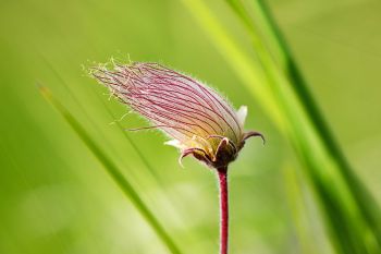 Prairie smoke near Lake Hendricks in Brookings County.