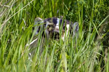 A curious badger I accidentally disturbed while getting ready to shoot the prairie smoke flower.