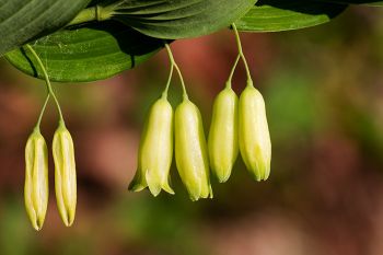 Smooth Solomon’s Seal at the Dells of the Big Sioux near Dell Rapids.