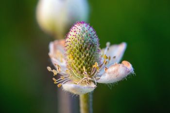 Thimbleweed in bloom at Makoce Washte Native Prairie Preserve near Wall Lake.