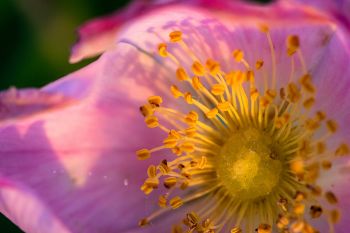 A prairie rose close-up at Makoce Washte Native Prairie Preserve near Wall Lake.