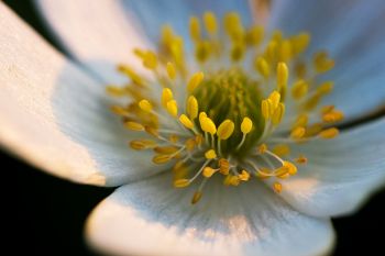 Inside a Canada anenome at Makoce Washte Native Prairie Preserve near Wall Lake.