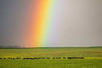 Brilliant rainbow over cattle east of Esmond.