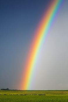 Brilliant rainbow over cattle east of Esmond.