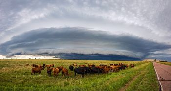 Cattle more interested in the photographer than the menacing thunderstorm in the distance.
