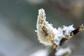 Snow on a magnolia tree bud at Terrace Park.